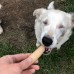 Cinnamon Rolls, vegan Dog Treats