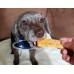 Dog taking grain free, carrot based dog treat