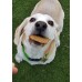 Beagle eating grain free dog treat