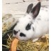 Donate Treats to rescued bunnies