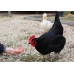 rescued chickens, animal sanctuaries