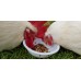 rescued chickens, sanctuary donations