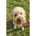 low phosphorous dog treats for dogs with kidney disease