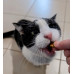 low phosphorous cat treats for renal diet cats 