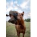 Pony Treats, Oats, Molasses, Flaxseed