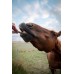 Horse treats for joint care