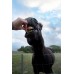 Horse eating Molasses, Oats, Flaxseed treats